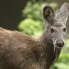 Мрачный скептик