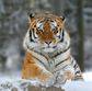 Amur_Tiger