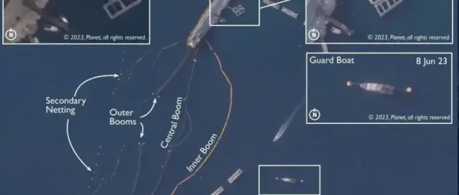 The Independent: Rússia usa golfinhos de combate para destruir mergulhadores espiões ucranianos