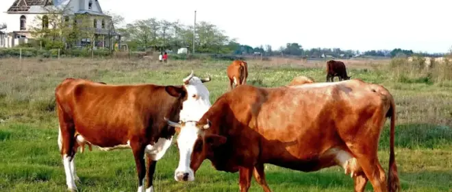 «Русы против ящура»: какие выводы можно сделать из произошедшего в Сибири