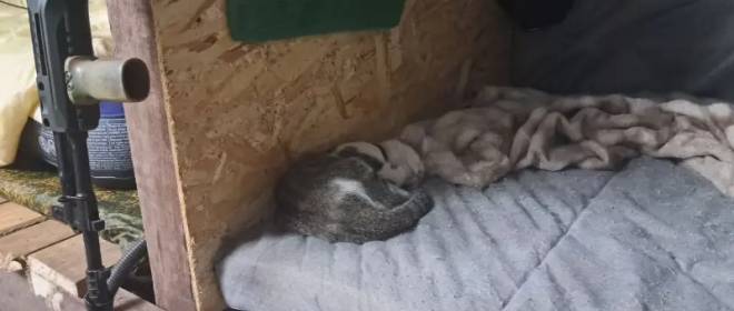 Зачем украинские военные массово уничтожают котов на позициях ВС РФ