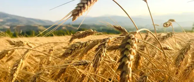 Kyiv asks its neighbors to allow grain transit by land.