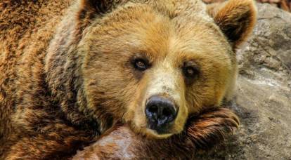 В правительстве Польши: Над нашей страной нависает огромный «медведь» - Россия