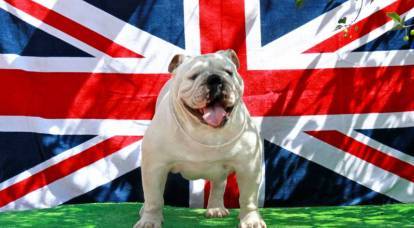 Bulldog britannique vs ours russe