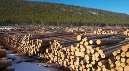 Запретить экспорт леса: в России думают, как спасти тайгу от Китая