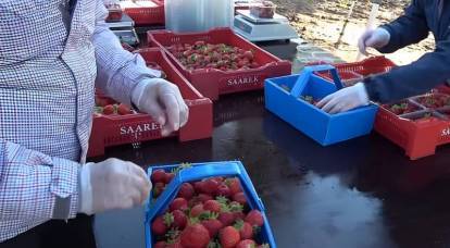 Вслед за пшеницей Еврокомиссия может запретить импорт украинских ягод