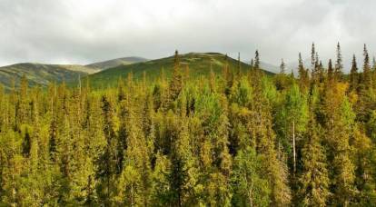 俄罗斯打算以一种不寻常的方式使用针叶林烟叶来抵消二氧化碳的排放