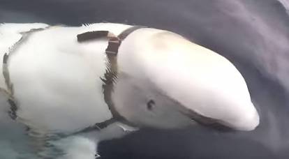 Batı, Rus casus balinasının İsveç kıyılarına yaklaşmasından endişeli