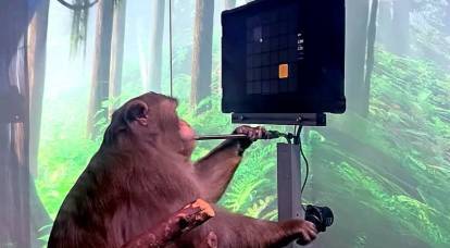 Илон Маск показал, какие возможности обрела обезьяна после вживления чипа в ее мозг