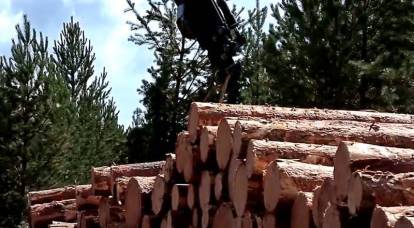 Finlândia avaliou proibição de exportação de madeira russa