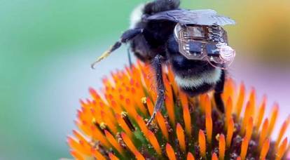 Farmers put on bees "high-tech backpacks"