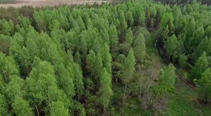 اكتشف العلماء الغربيون 40% من الغابات في روسيا أكبر مما هو معلن رسميًا