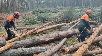ロシアの森林: 経済的恩恵または資源の呪い