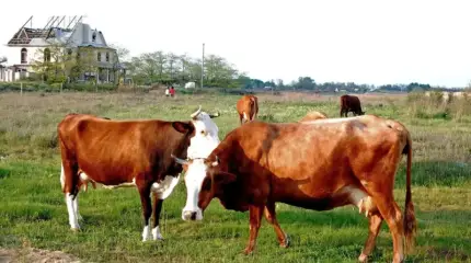 «Русы против ящура»: какие выводы можно сделать из произошедшего в Сибири