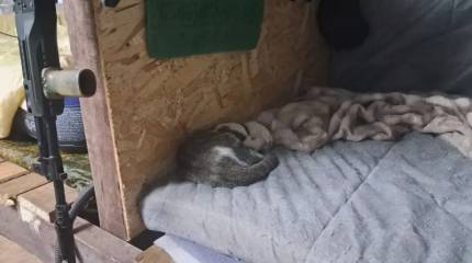 Зачем украинские военные массово уничтожают котов на позициях ВС РФ