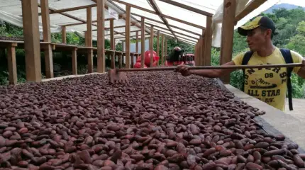Почему «шоколадный кризис» набирает обороты