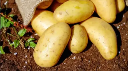 Dove sono finite le patate russe a basso costo e quando torneranno?