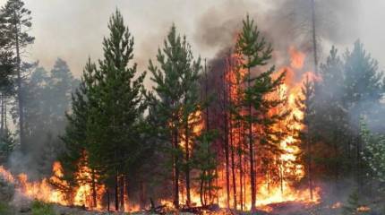 Владелец крымского сафари-парка «Тайган» пожалел, что Сибирь не отошла немцам