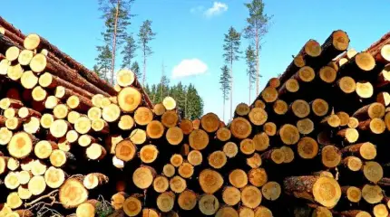 Вырубит ли Китай всю нашу Сибирь?