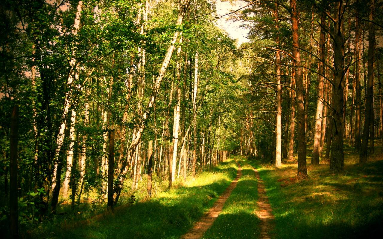 Putin a protejat pădurea rusească cu o lege specială