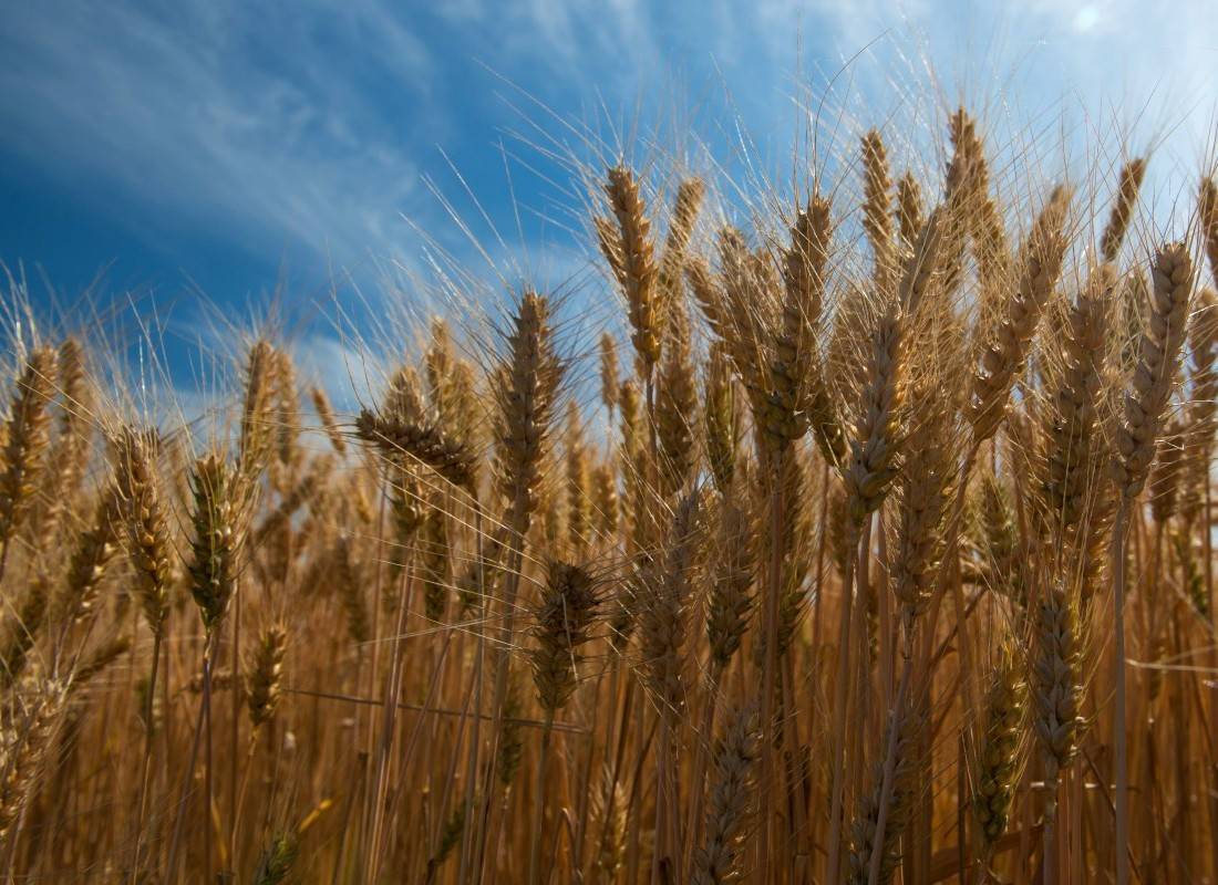 Rusya, Kuzey Kore'ye 50 bin ton buğday tedarik edebilir
