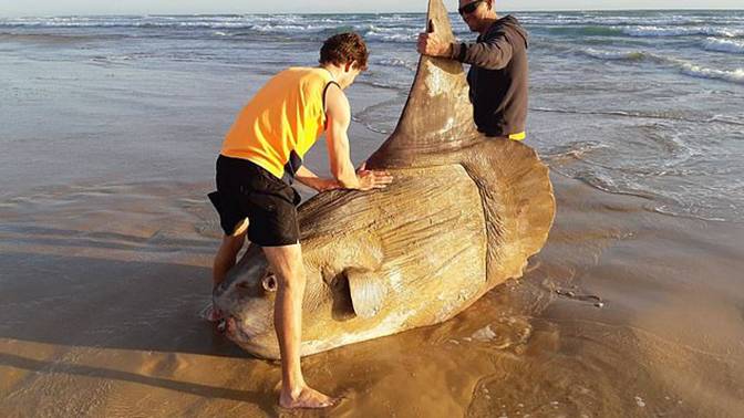 Avustralya'da büyük bir güneş balığı balıkçıları şaşırttı