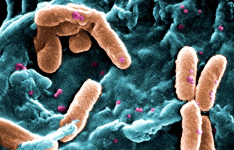бактерий, бактерии, антибиотикам, только, стоит, происходит, микроорганизмов, является, устойчивость, борьбы, новые, женщина, антибактериальных, средств, антибиотики, следует, других, против, бактериями, устойчивые