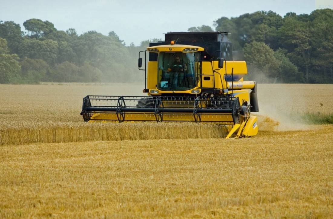 Россия «подавилась» рекордным урожаем пшеницы