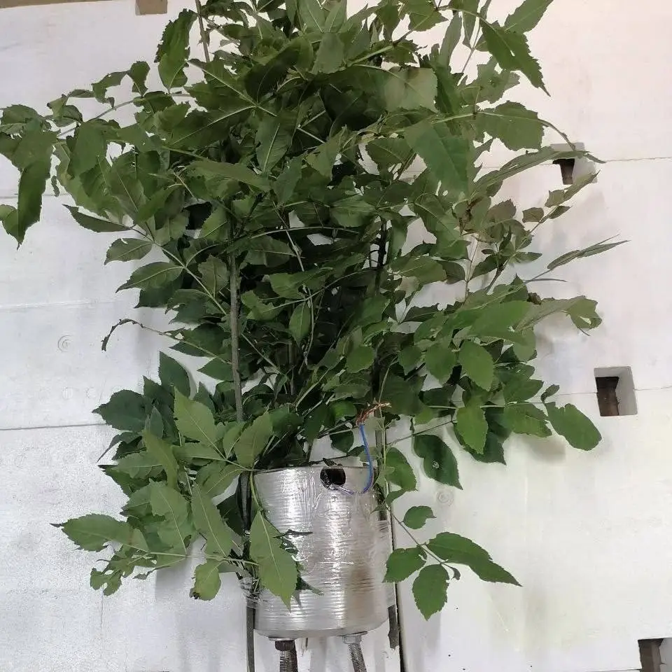 «Цветок смерти»: боевики ВСУ начали применять против российских военных новые мины-ловушки