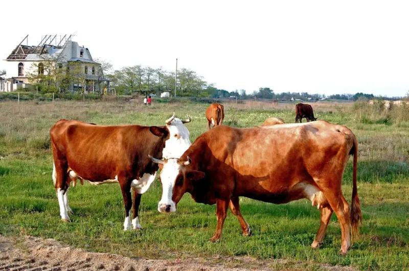 «Русы против ящура»: какие выводы можно сделать из произошедшего в Сибири